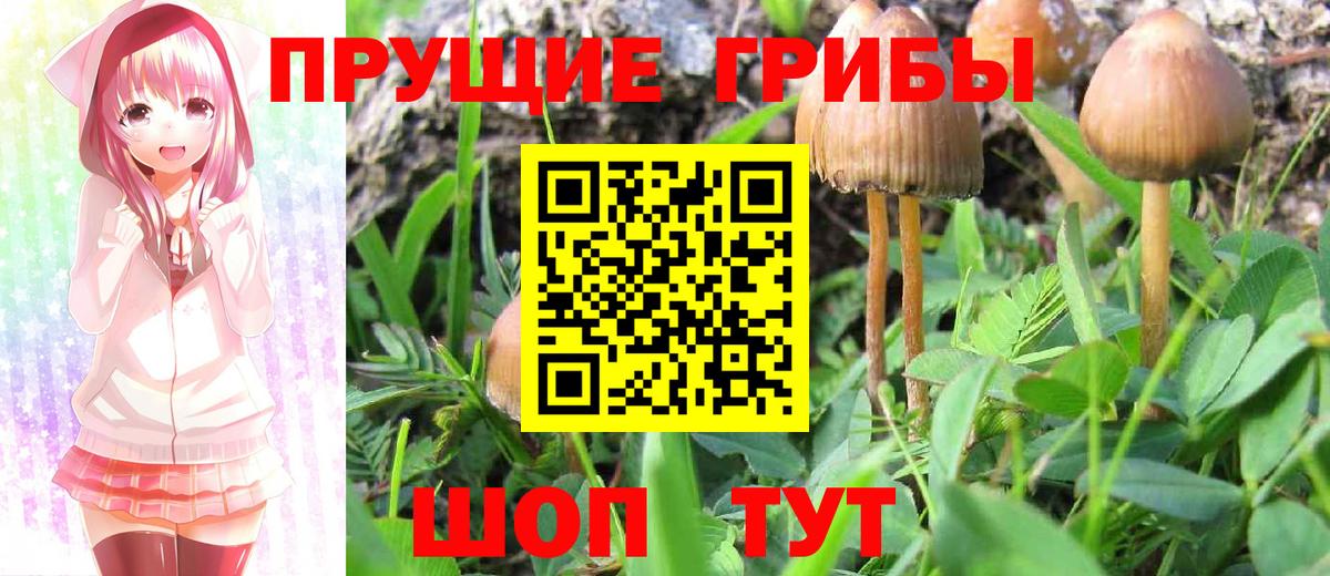 Псилоцибиновые грибы мицелий  Вход с VPN  Каменск-Шахтинский 